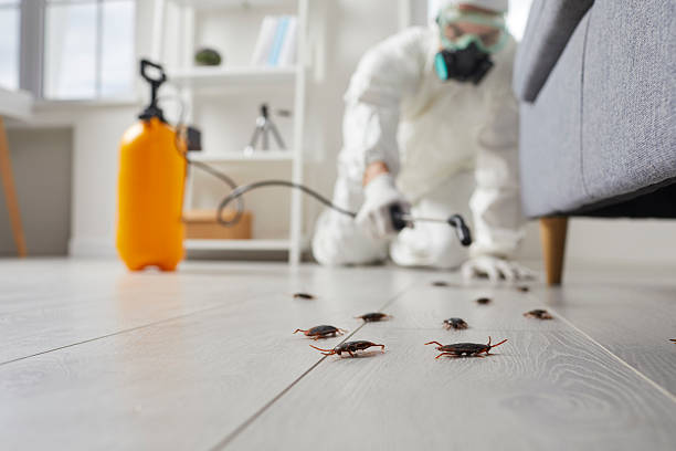 Commercial Rodent Management in Greenwood